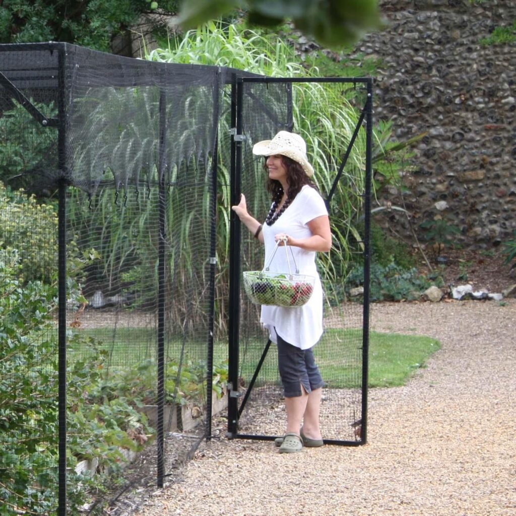How to Protect Cabbages and Carrots from two Common Pests